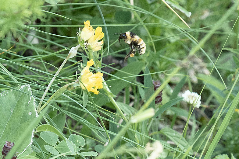 Bee photography