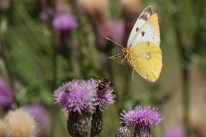 Butterflly in Switzerland