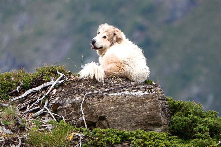 Photo chien de berger, Suisse