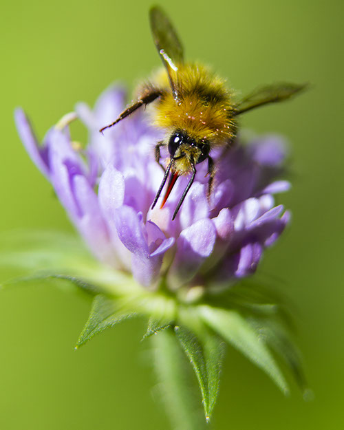 Bee photography