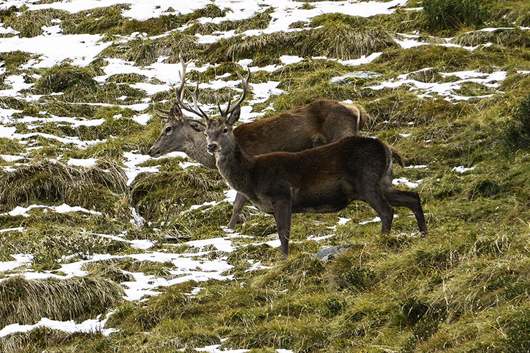 Picture deer Switzerland
