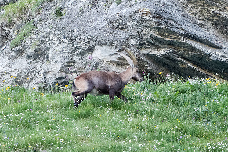 Ibex Switzerland