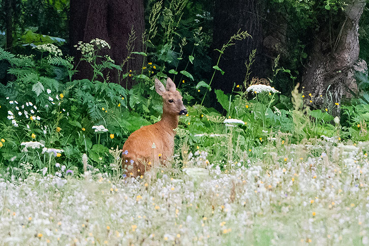 Photo of Swiss roe deer