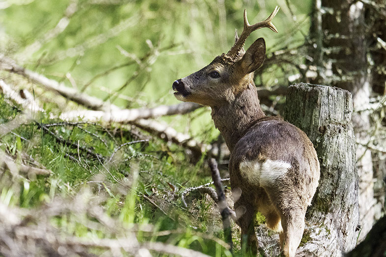 Photo of Swiss roe deer