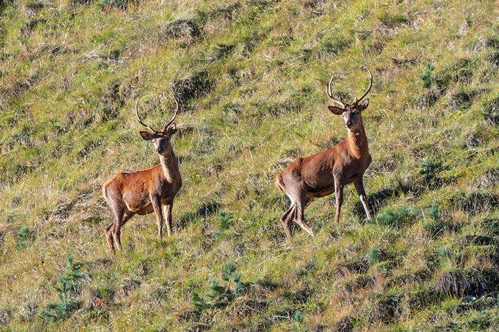 Photo cerfs Parc National Suisse