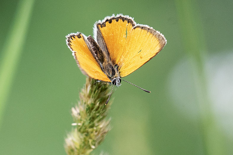 Butterflly in Switzerland