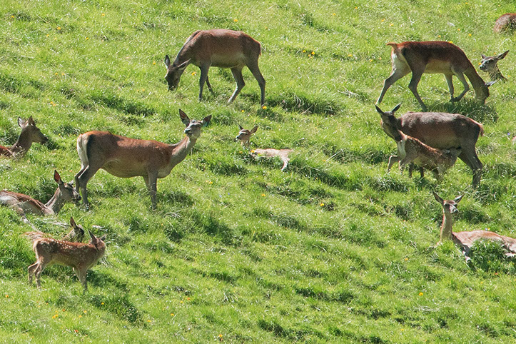 Photos cerfs biches Parc National Suisse