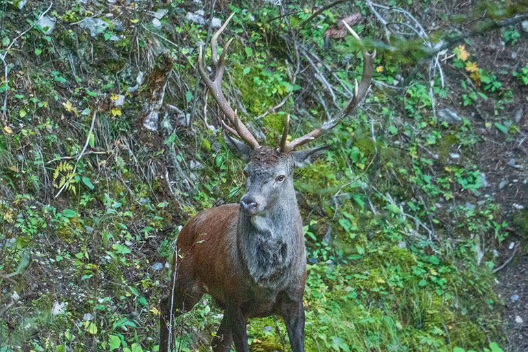 Picture deer Switzerland